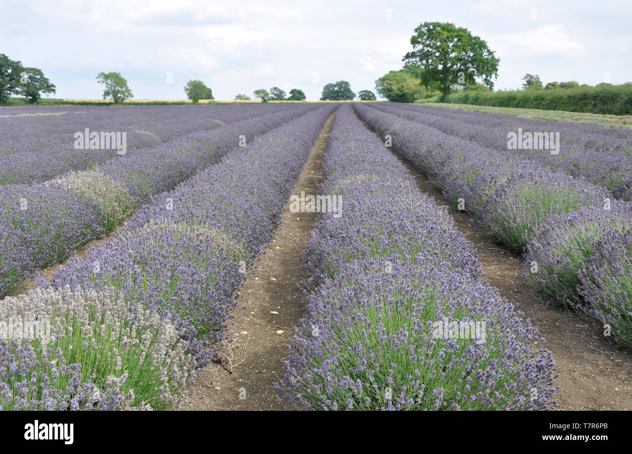 The striking blue lavender in parallel rows across a field on the Mendip Hills  at Faulkland,Somerset,UK Stock Photo