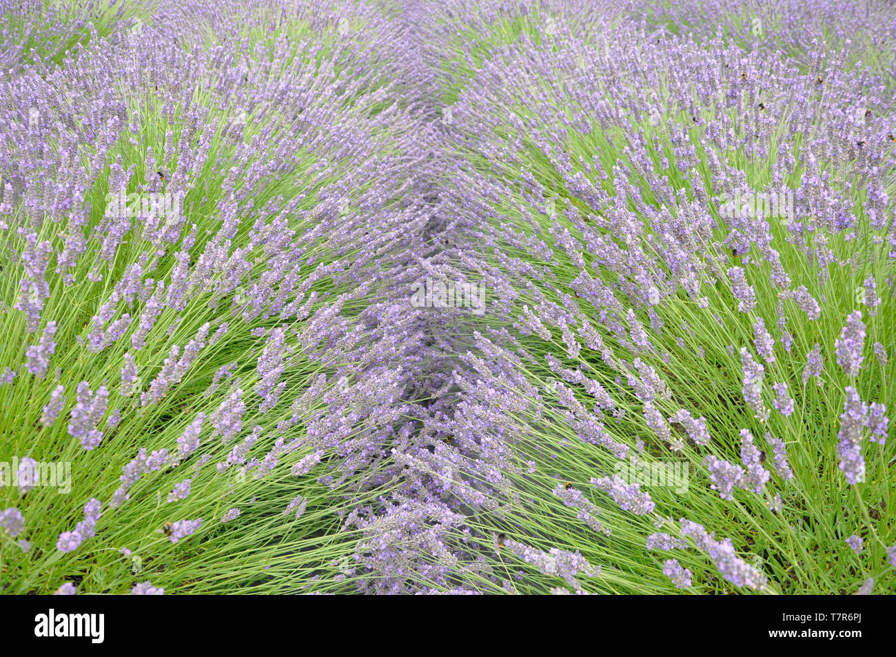 The striking blue lavender in parallel rows attracts masses of bees on the Mendip Hills  at Faulkland,Somerset,UK Stock Photo