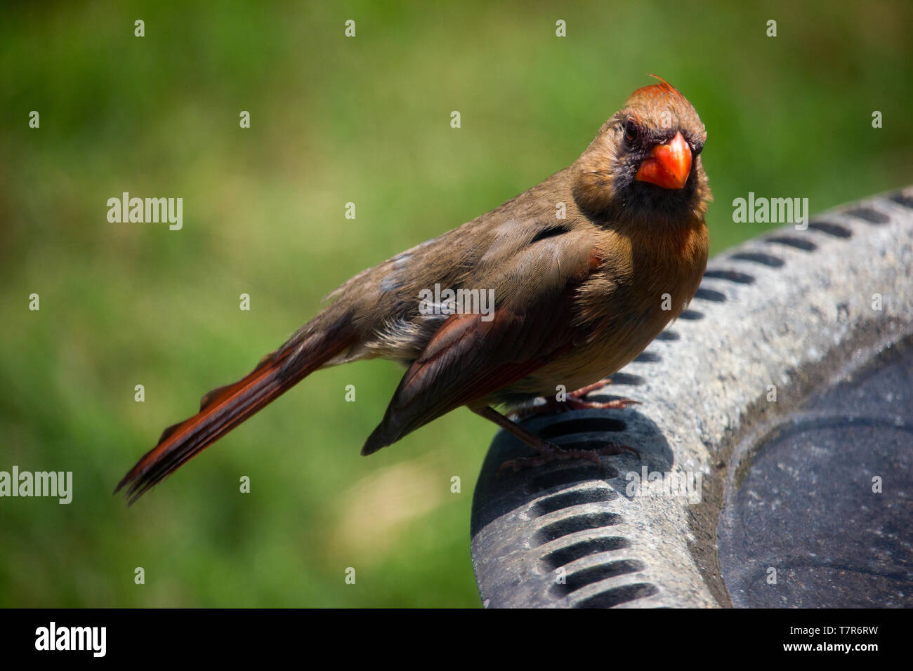 Female Cardinal at Birdbath Stock Photo
