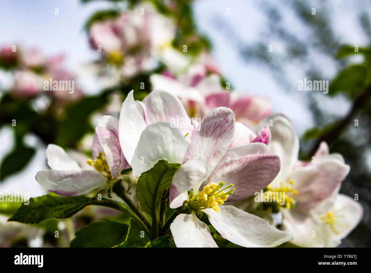 Blossom Tree Stock Photo