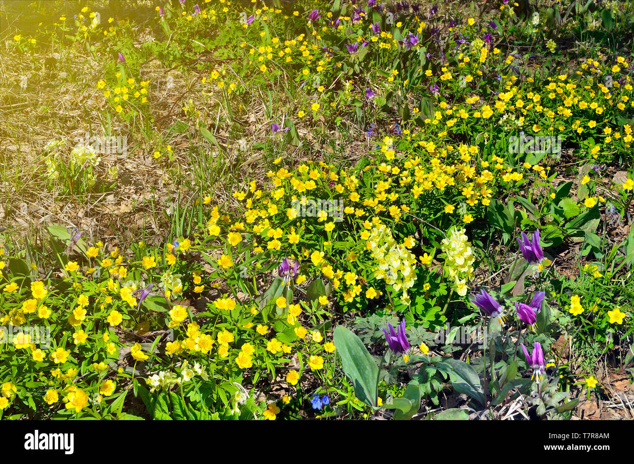 Colorful spring wildflowers on the meadow at sunny day: yellow ranunculus and primula vulgaris, purple erythronium sibiricum, blue lungwort flowers. Stock Photo