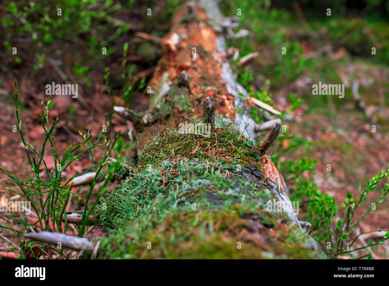 Close-up with a rotten tree trunk lying on the ground covered in lichens. Stock Photo