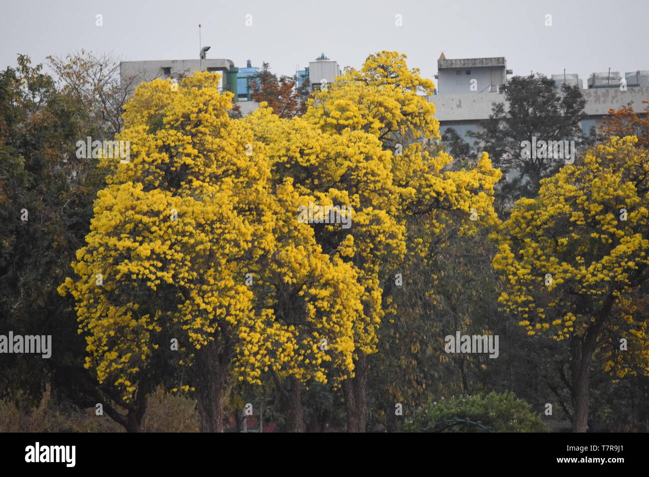 Spring is knocking the doors Stock Photo