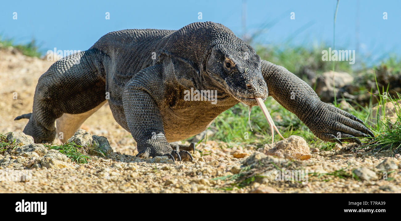 Komodo dragon with the forked tongue sniff air. Close up portrait. The ...