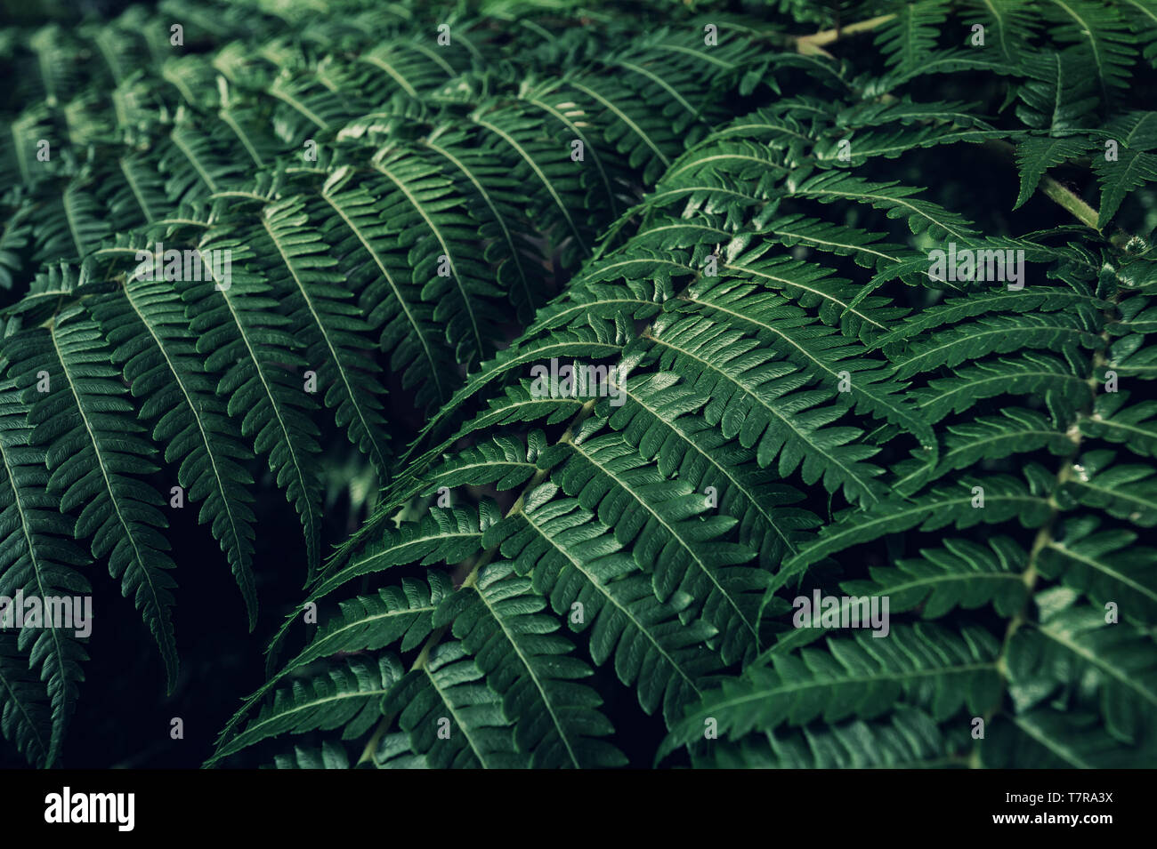 Green fern hi-res stock photography and images - Alamy