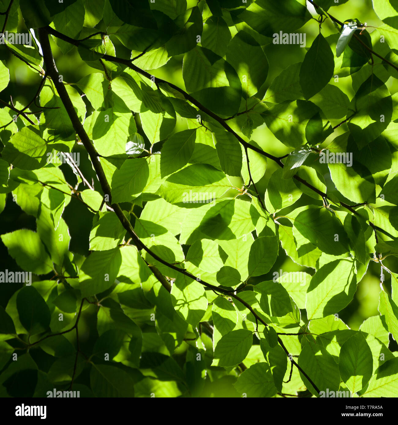Square green foliage background. Linden tree branches in summer forest. Stock Photo