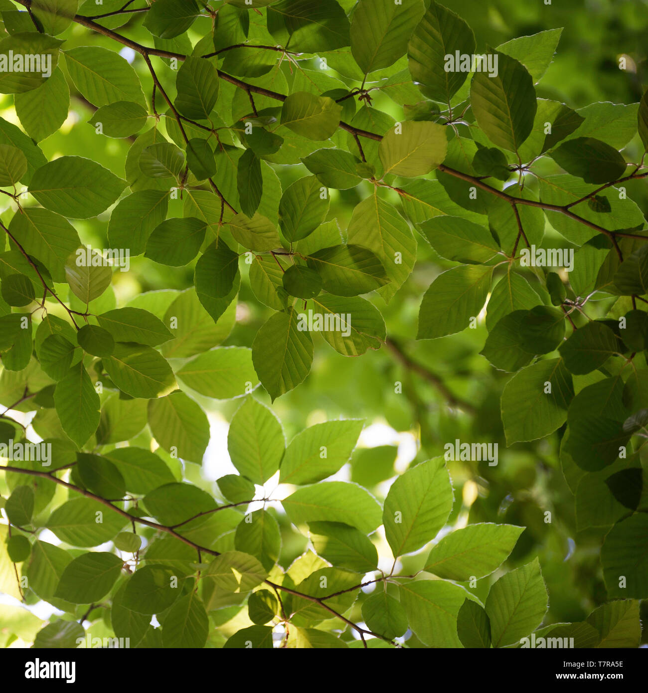 Square green foliage background. Linden tree branches in summer forest. Stock Photo