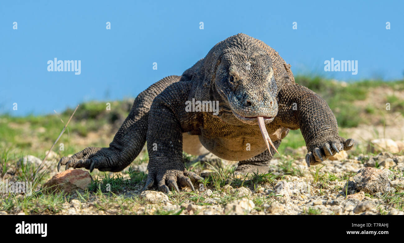 Komodo dragon with the forked tongue sniff air. Close up portrait. The ...