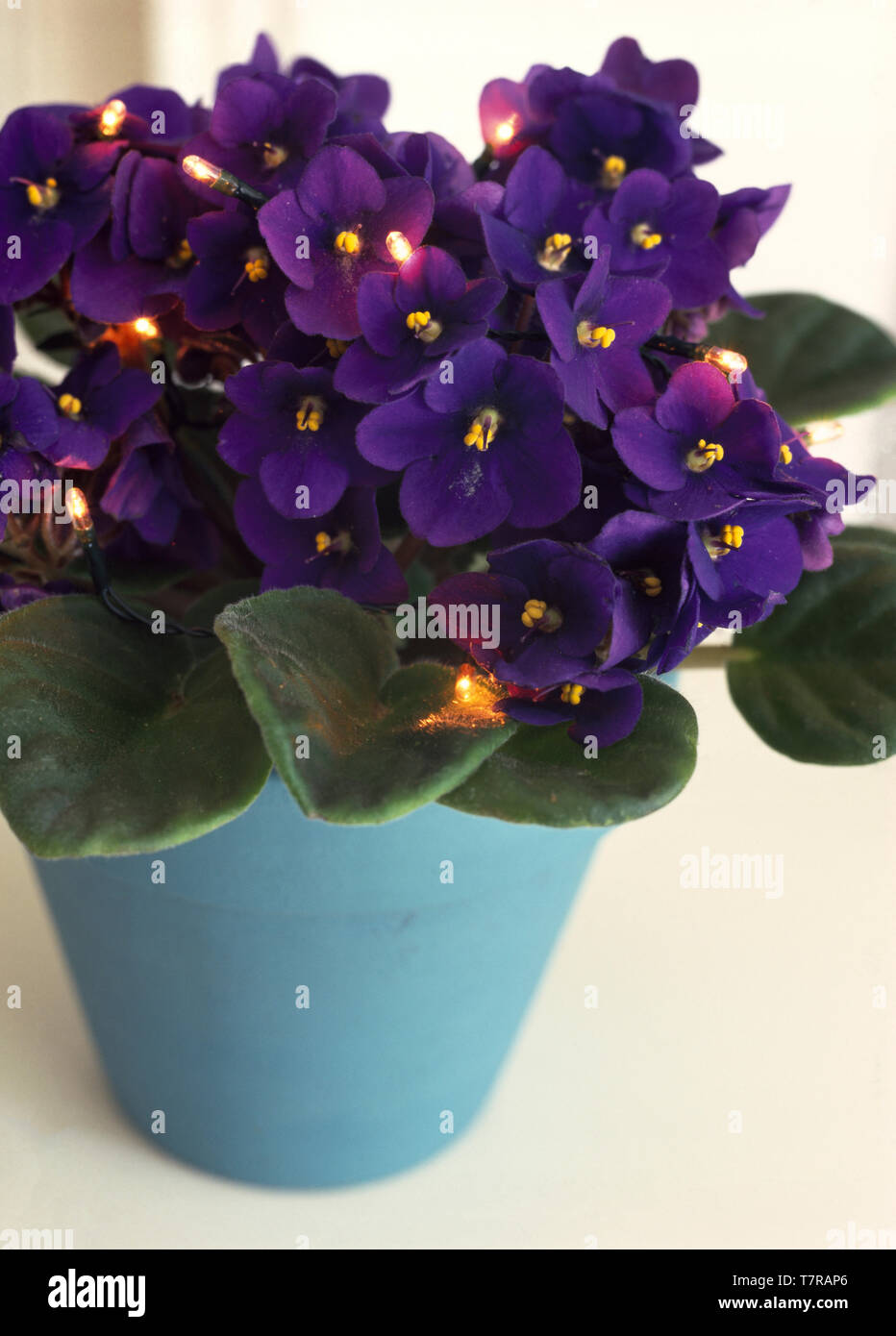 Purple African violets in turquoise painted pot Stock Photo