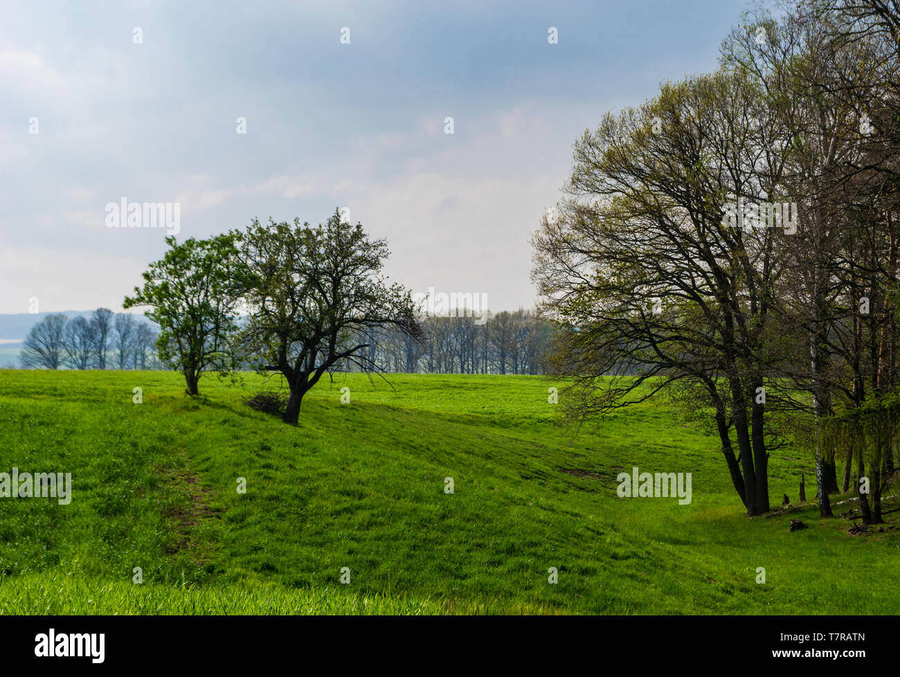 slope at the edge of a forest near Neundorf a.d. Eigen in Germany in May 2019 Stock Photo