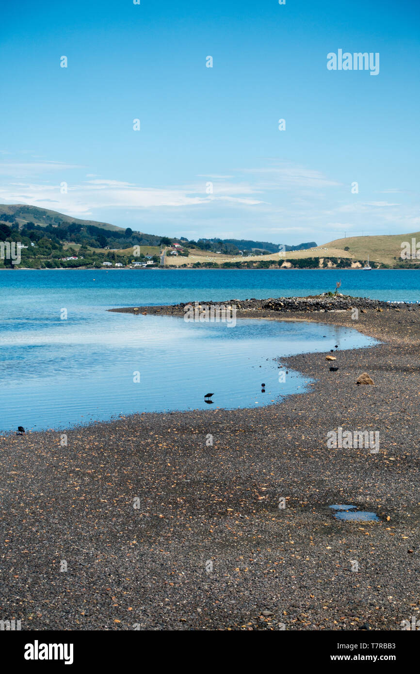 The Otago Peninsular near Dunedin on NZ's South Island is a nature lovers paradise. The Royal Albatross colony is at Harington Point Stock Photo