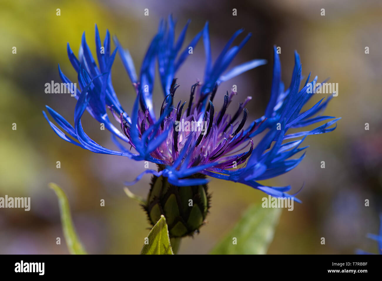A macro closeup of a blue mountain cornflower. A blossom with interesting outermost ray florets. Stock Photo