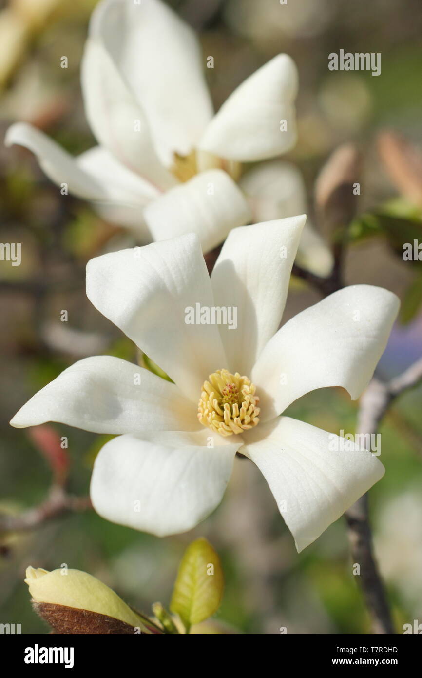 Magnolia 'Kobus'. Fragrant, white blossoms of the Northern Japanese Magnolia. Stock Photo