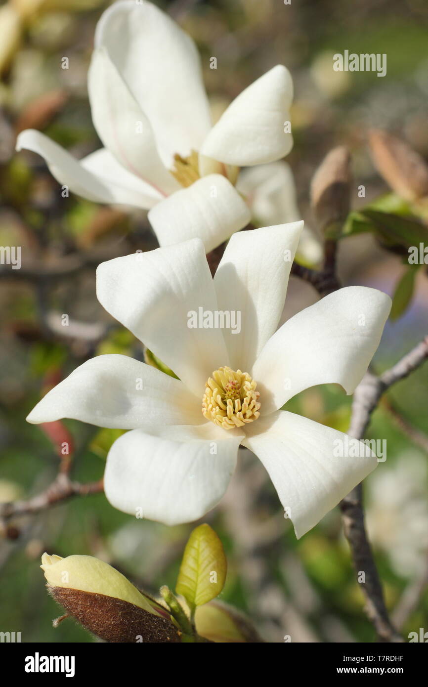 Magnolia 'Kobus'. Fragrant, white blossoms of the Northern Japanese Magnolia. Stock Photo