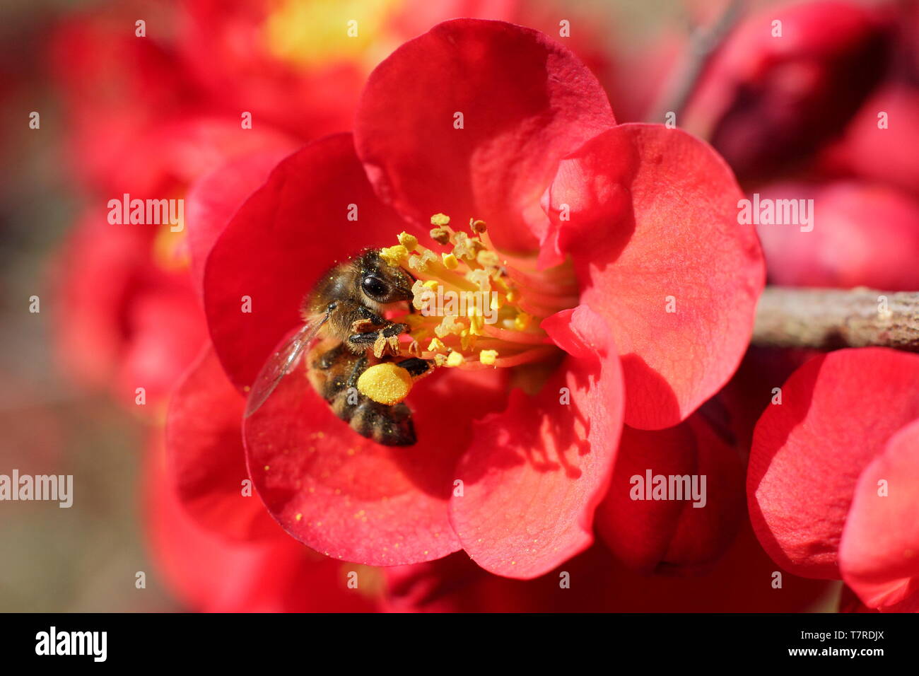 Honey bee on Japanese quince. Apis mellifera on Chaenomeles x superba 'Crimson and Gold'  blossoms - spring. UK. AGM Stock Photo