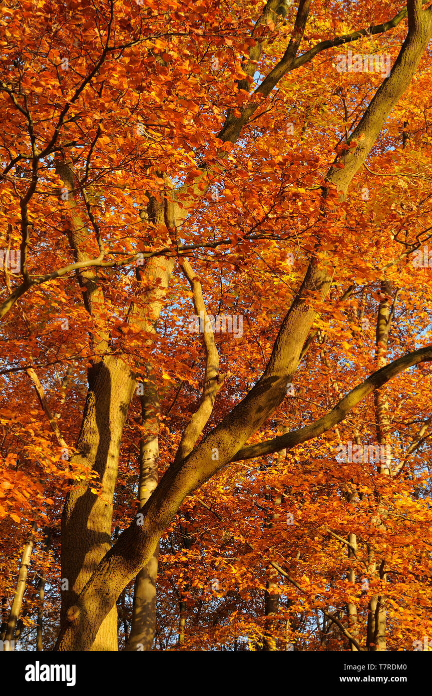 Rotbuchen im Herbstkleid Stock Photo