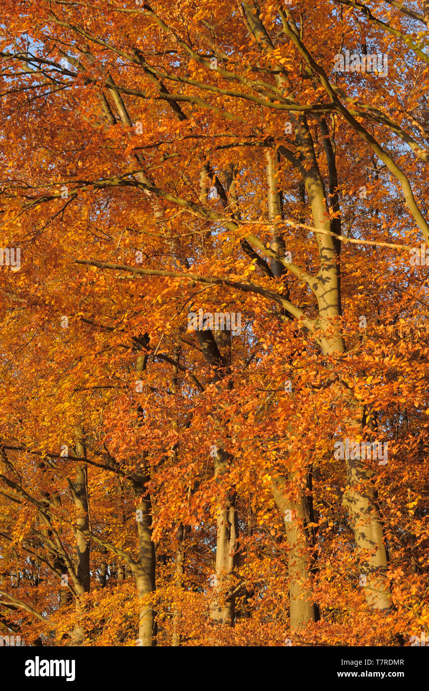 Rotbuchen im Herbstkleid Stock Photo