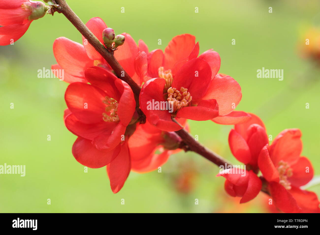 Chaenomeles superba 'Clementine'. Vibrant double blooms of Japanese quince 'Clementine' Stock Photo