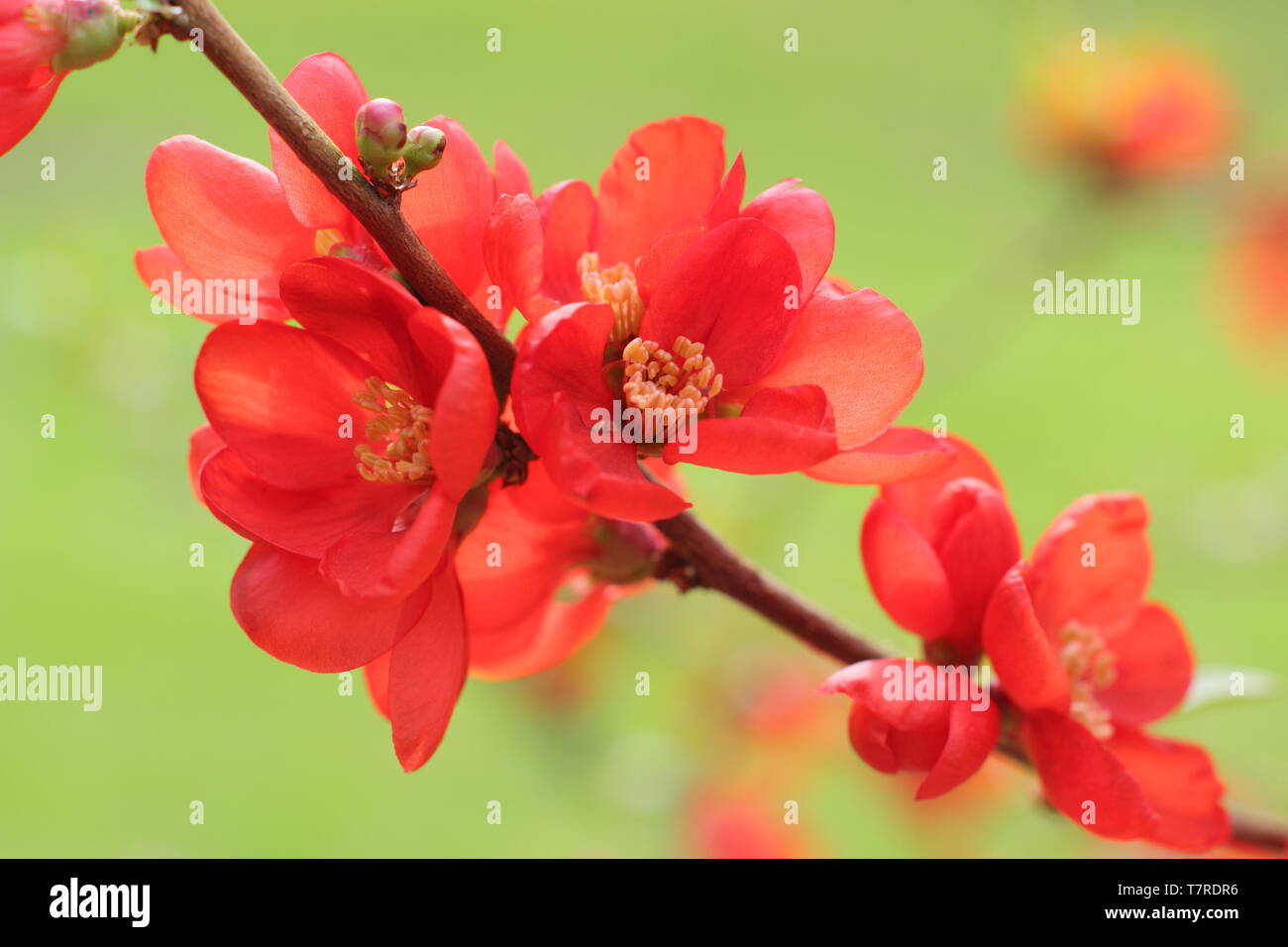 Chaenomeles superba 'Clementine'. Vibrant double blooms of Japanese quince 'Clementine' Stock Photo