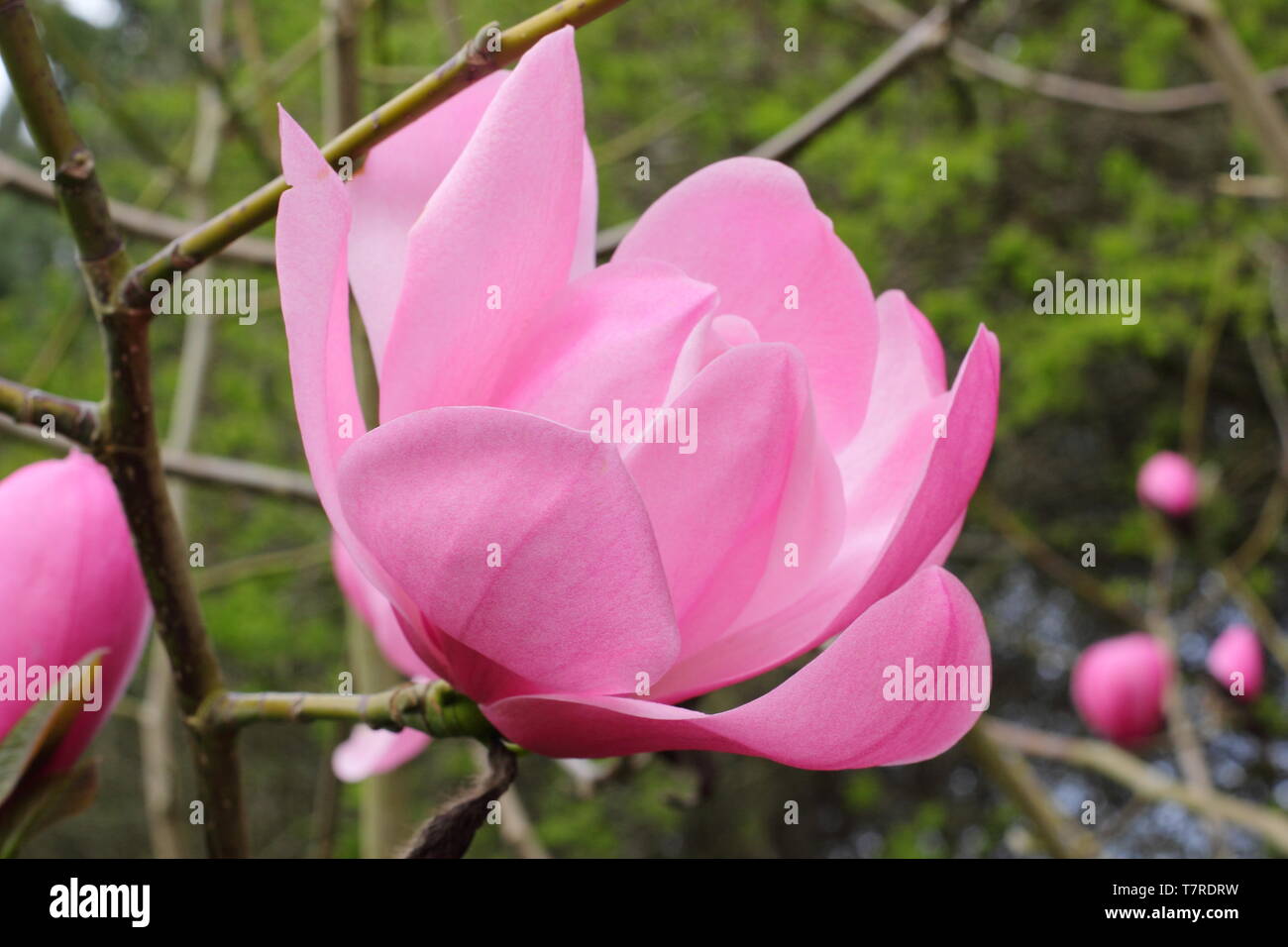 Magnolia sprengeri var. diva 'Copeland Court'. Vivid candyfloss pink blossoms of Magnolia 'Copeland Court' in spring . AGM. UK Stock Photo
