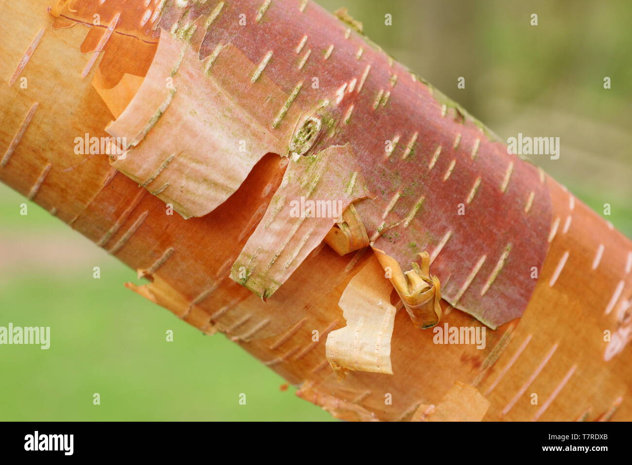 Betula albosinensis 'Hergest'.  Striking, coppery tones of birch bark in a young, peeling specimen of Betula 'Hergest' Stock Photo