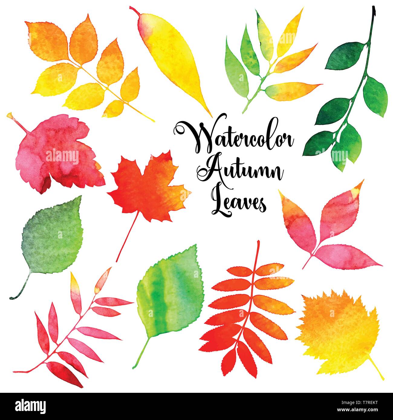 Vector watercolor autumn leaves collection Stock Vector
