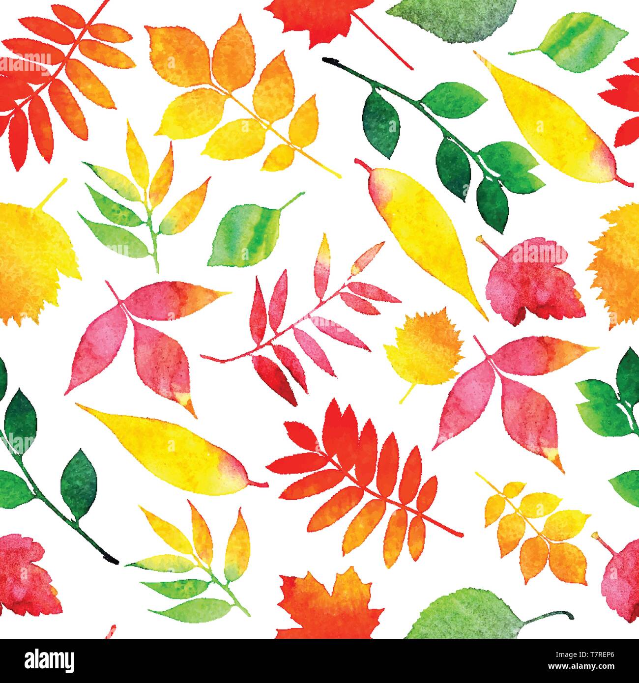 Vector watercolor autumn leaves collection Stock Vector Image & Art - Alamy