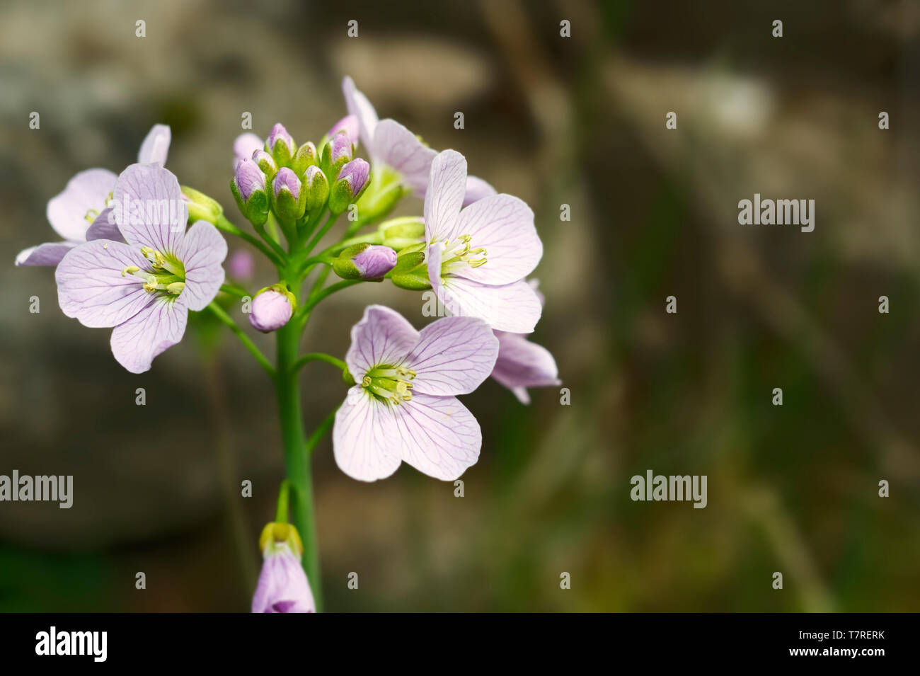 Cardamine pratensis the cuckooflower is a delicate plant flowering in
