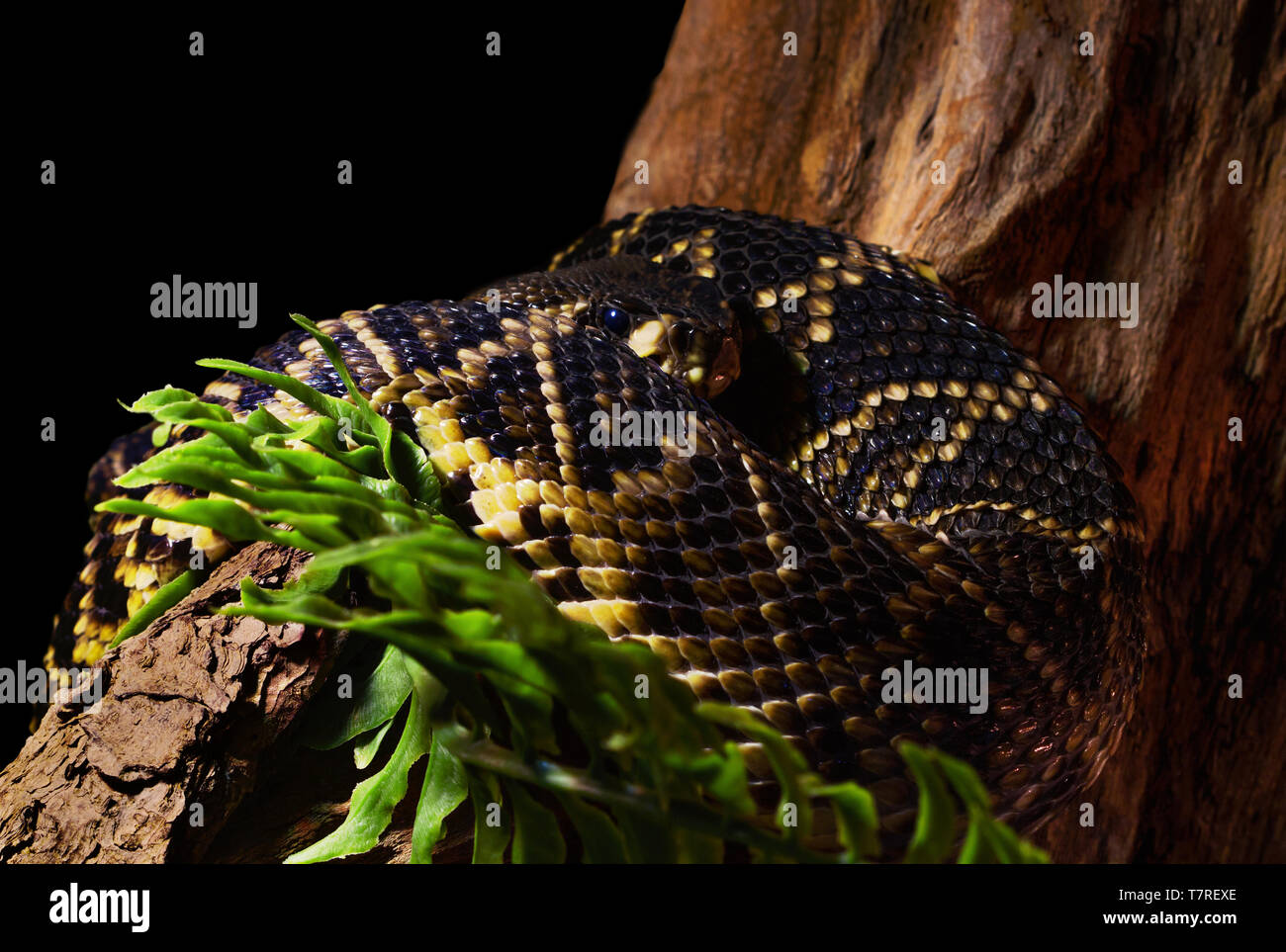 Around a tree, the rattlesnake has wrapped itself. Stock Photo