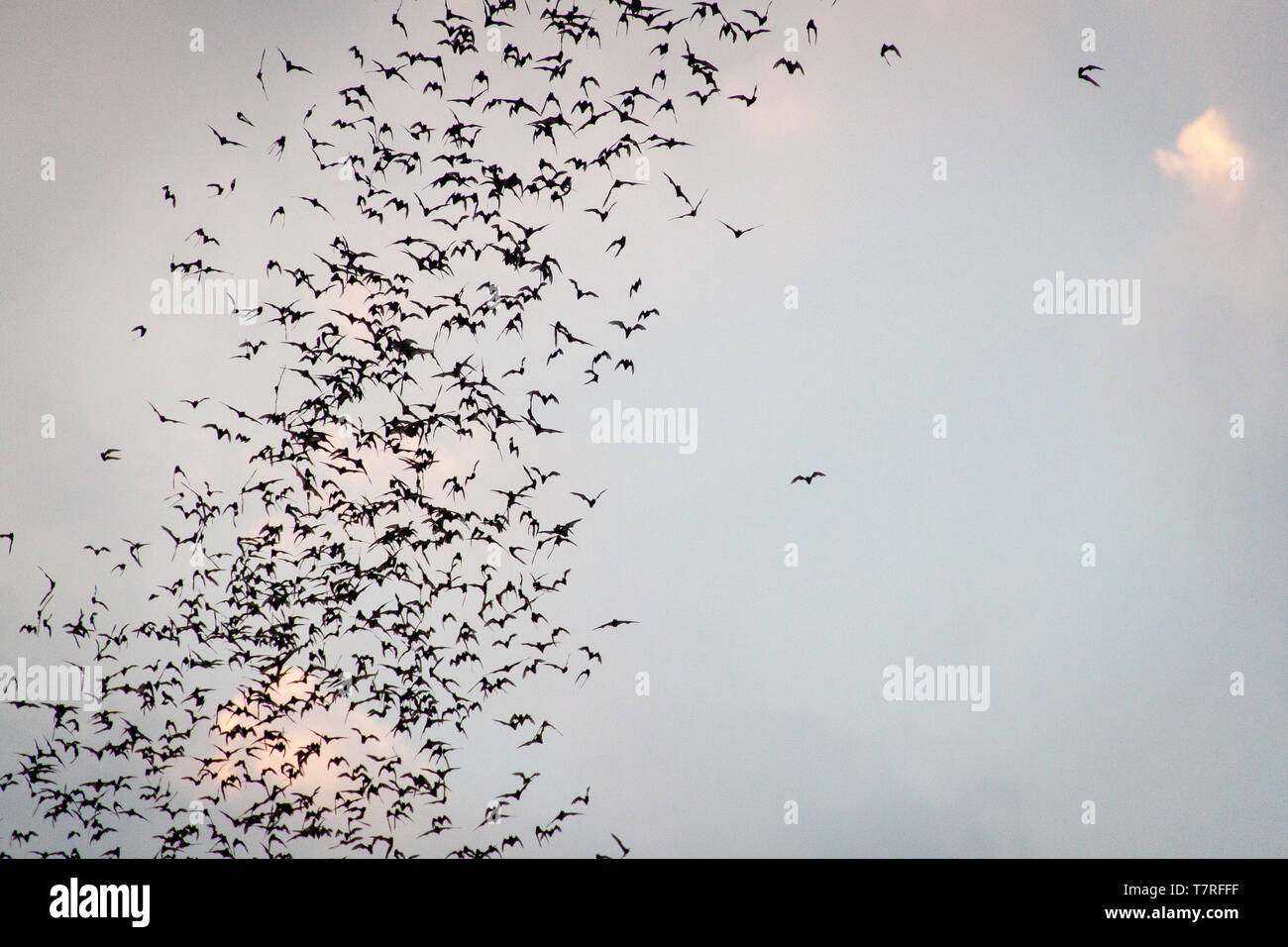 Bats flying from a bat cave near Battambang, Cambodia Stock Photo