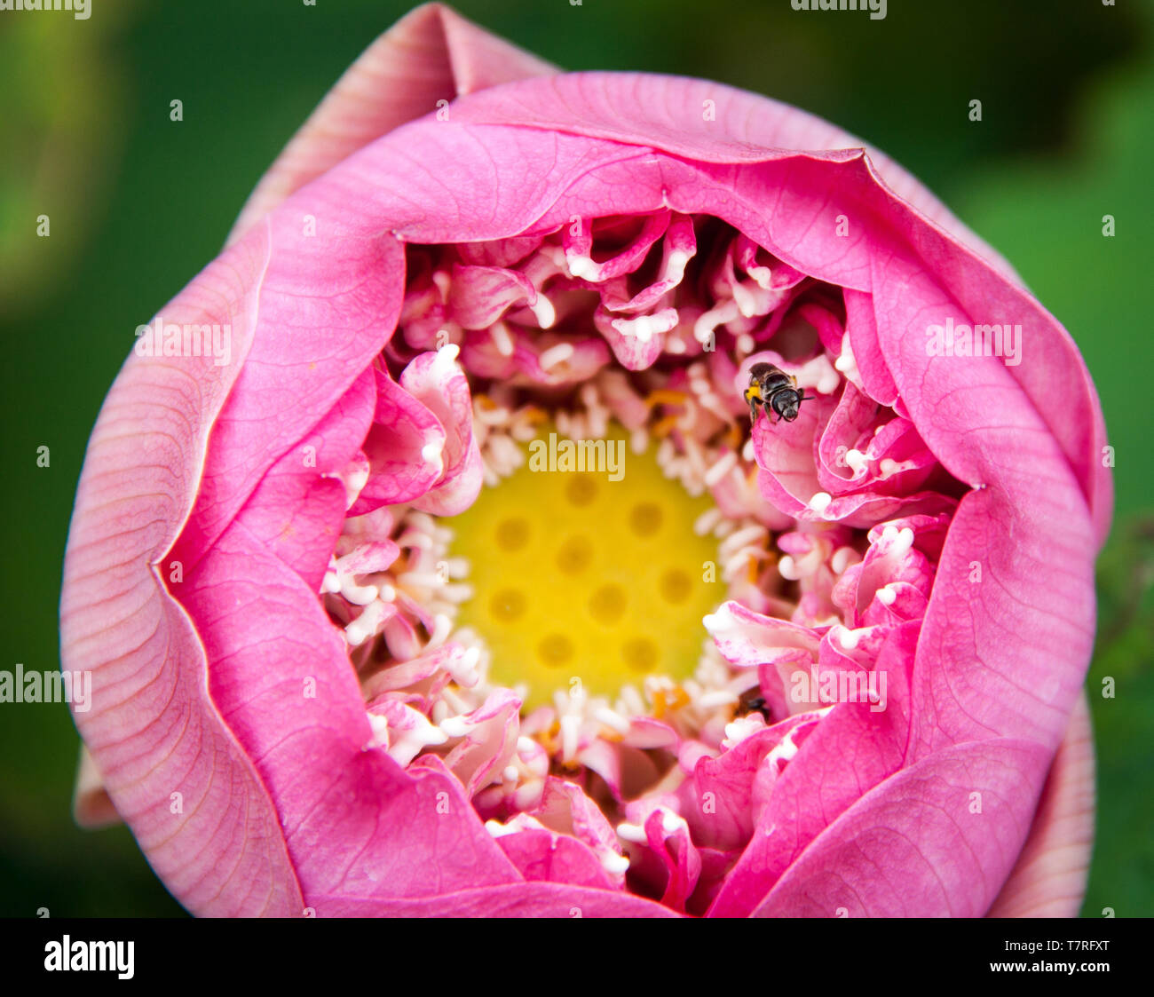 A closed pink lotus flower Stock Photo