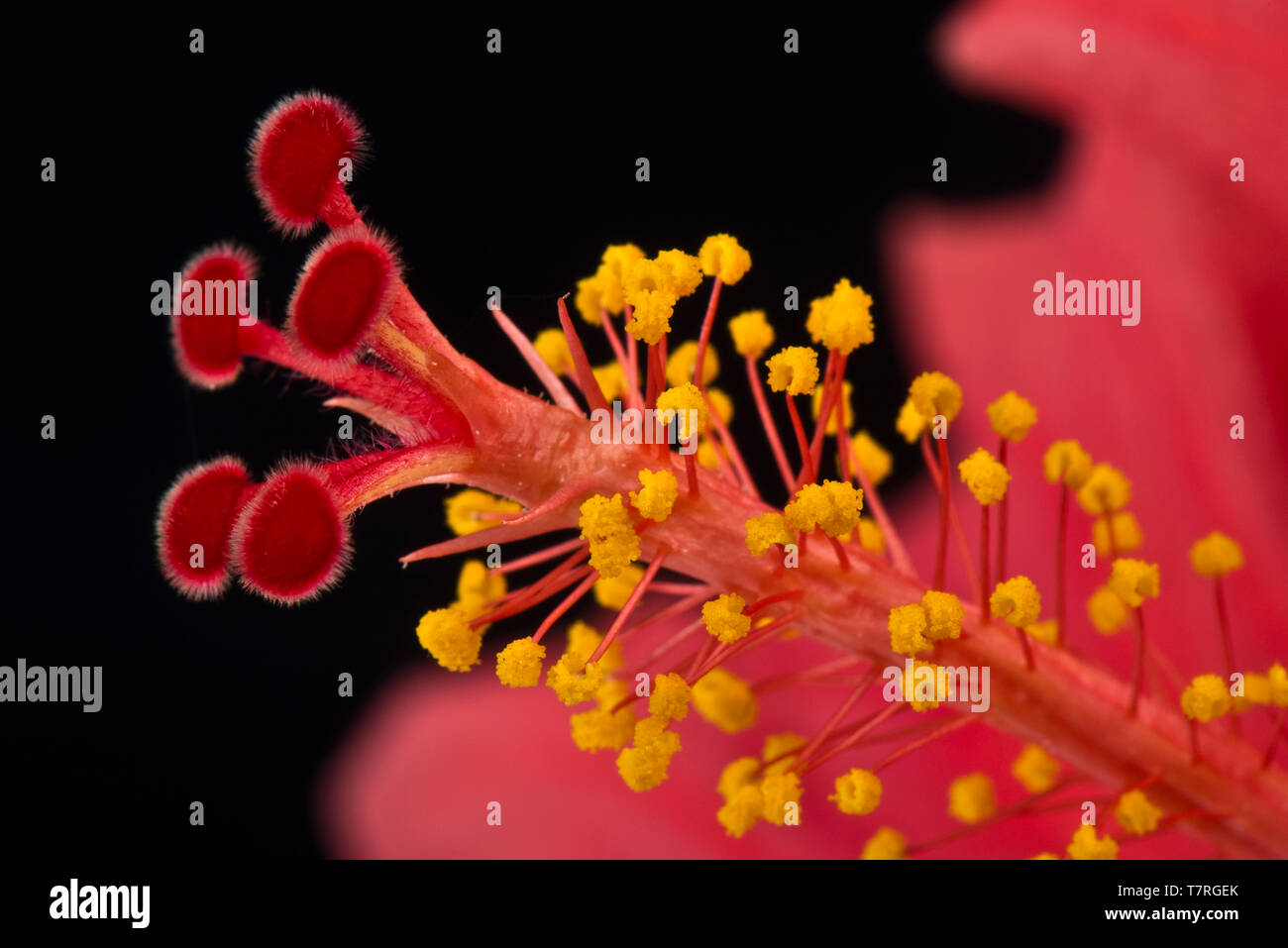 Stigma Style Anthers And Stamens From The Flower Of An Hibiscus Rosa Stigma Style Anthers And Stamens From The Flower Of An Hibiscus Rosa