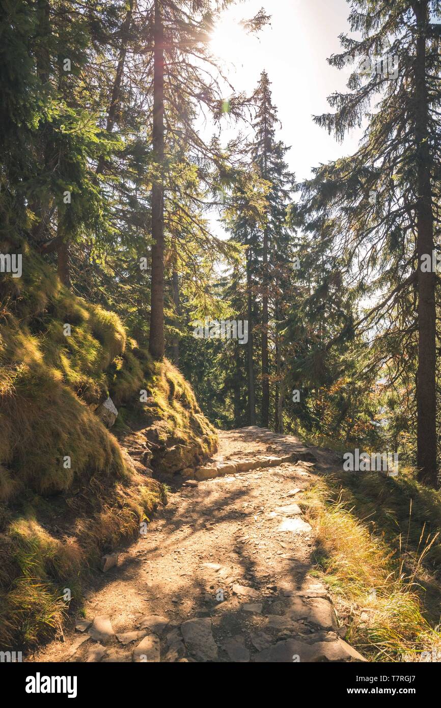 Autumn Forest Path Landscape Forest Trail Rocks In Autumn Season Stock Photo Alamy