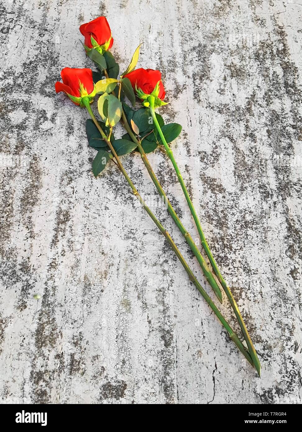 three long red roses in the marble background Stock Photo