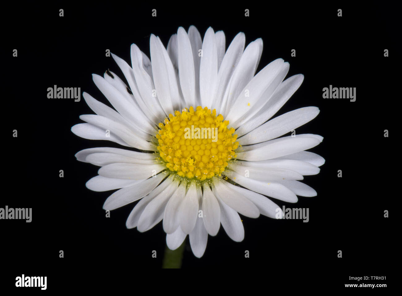 White ray and yellow disk florets (flowers) of a daisy (Bellis perennis) a typical composite