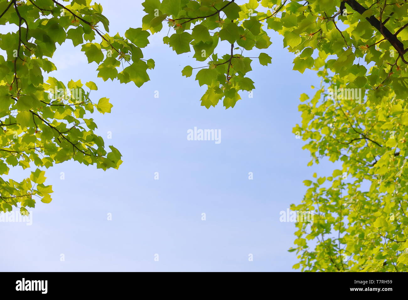 Lush green leaf frame bule sky background texture Stock Photo - Alamy