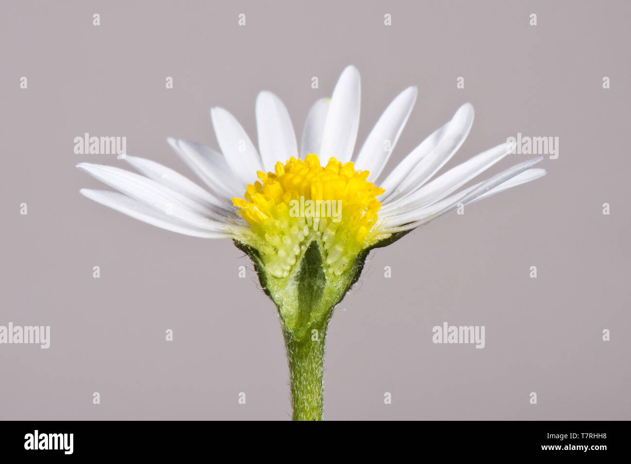 White ray and yellow disk florets (flowers) of a daisy (Bellis perennis) a typical composite flower structure (Asteraceae) Stock Photo