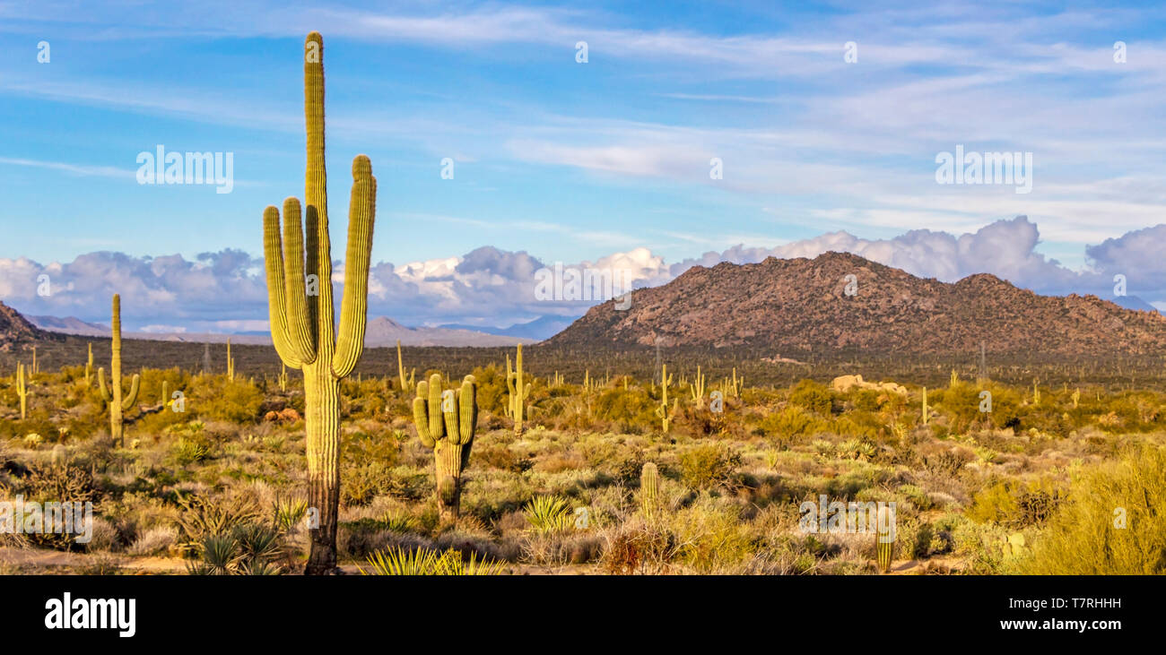 Stately Saguaro Cactus with clouds and desert mountains on Horizon Stock Photo