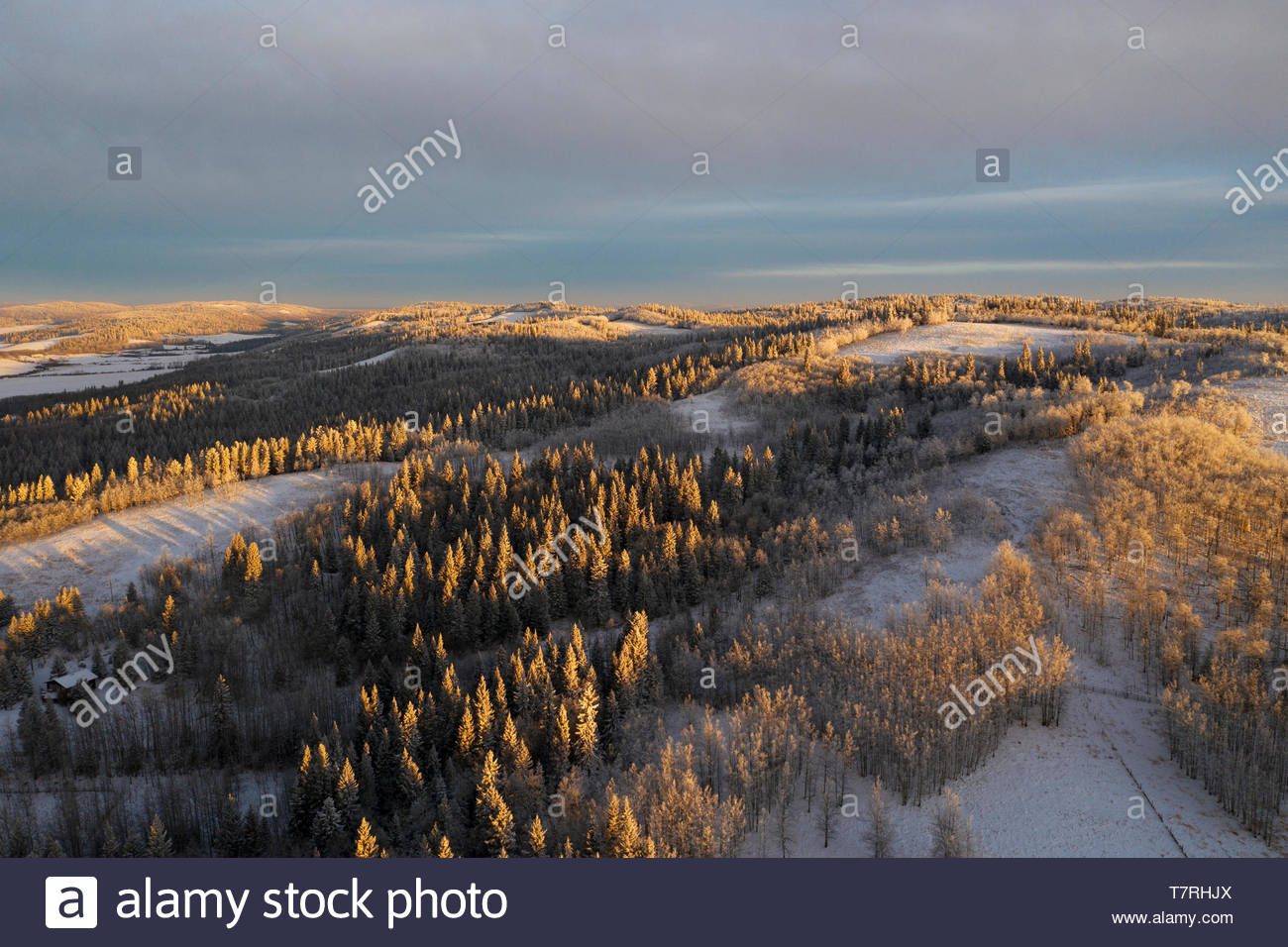 Scenic view snowy tree landscape, Alberta, Canada Stock Photo