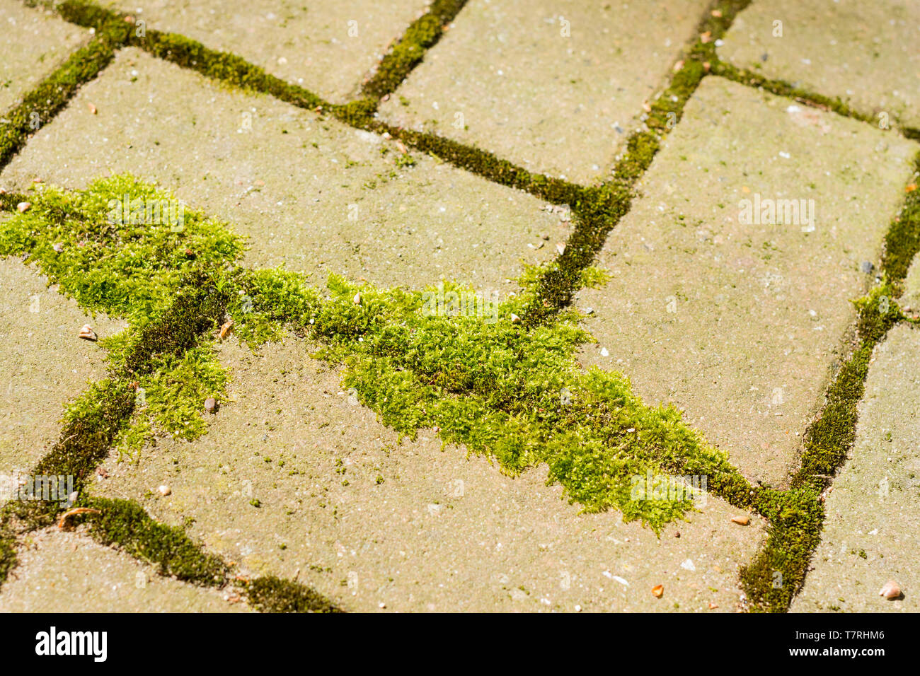 Moss, mosses growing in between paving slabs, UK Stock Photo