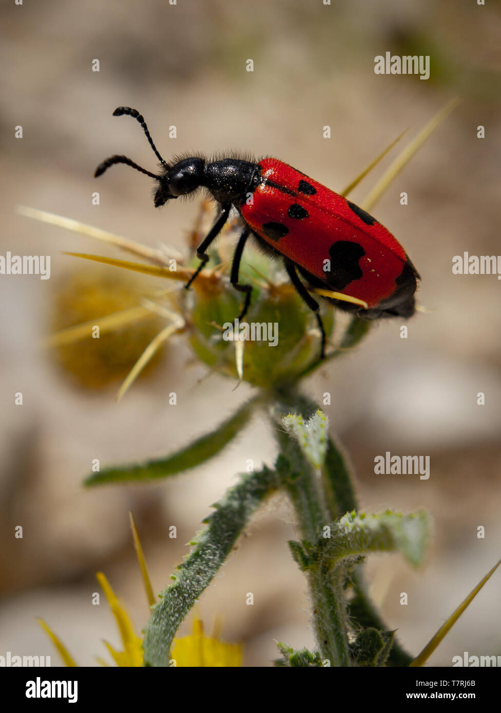 Mylabris quadripunctata Stock Photo Alamy