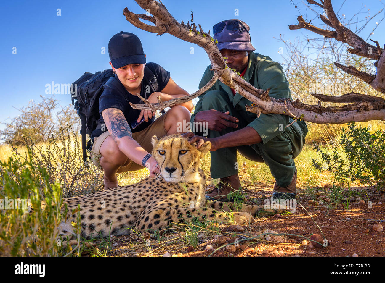 Keeper and a tourist petting a cheetah Stock Photo
