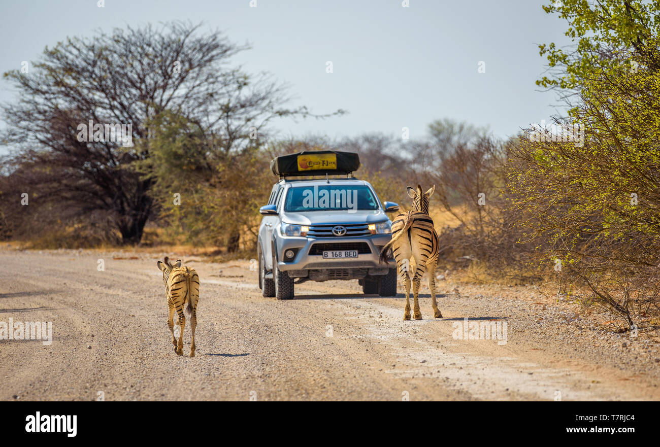 Zebras block the road in Etosha National Park Stock Photo