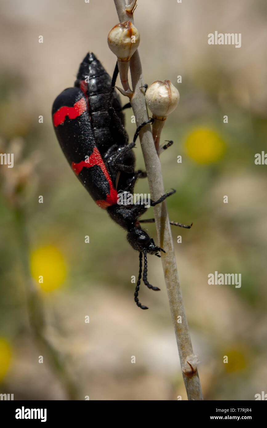 Mylabris quadripunctata Stock Photo Alamy