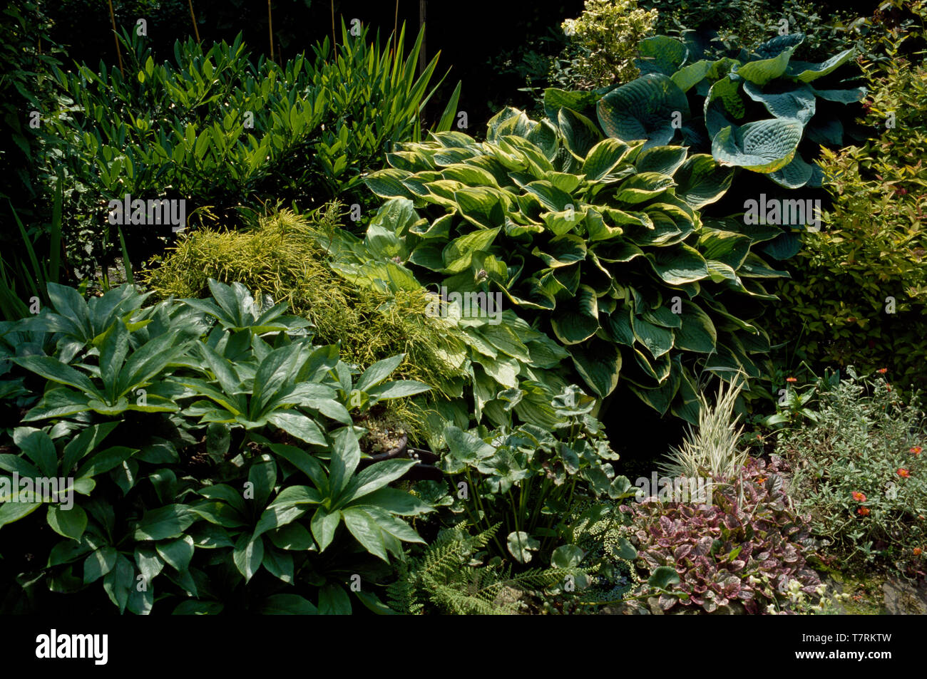 Green themed border with Hostas and peony foliage Stock Photo