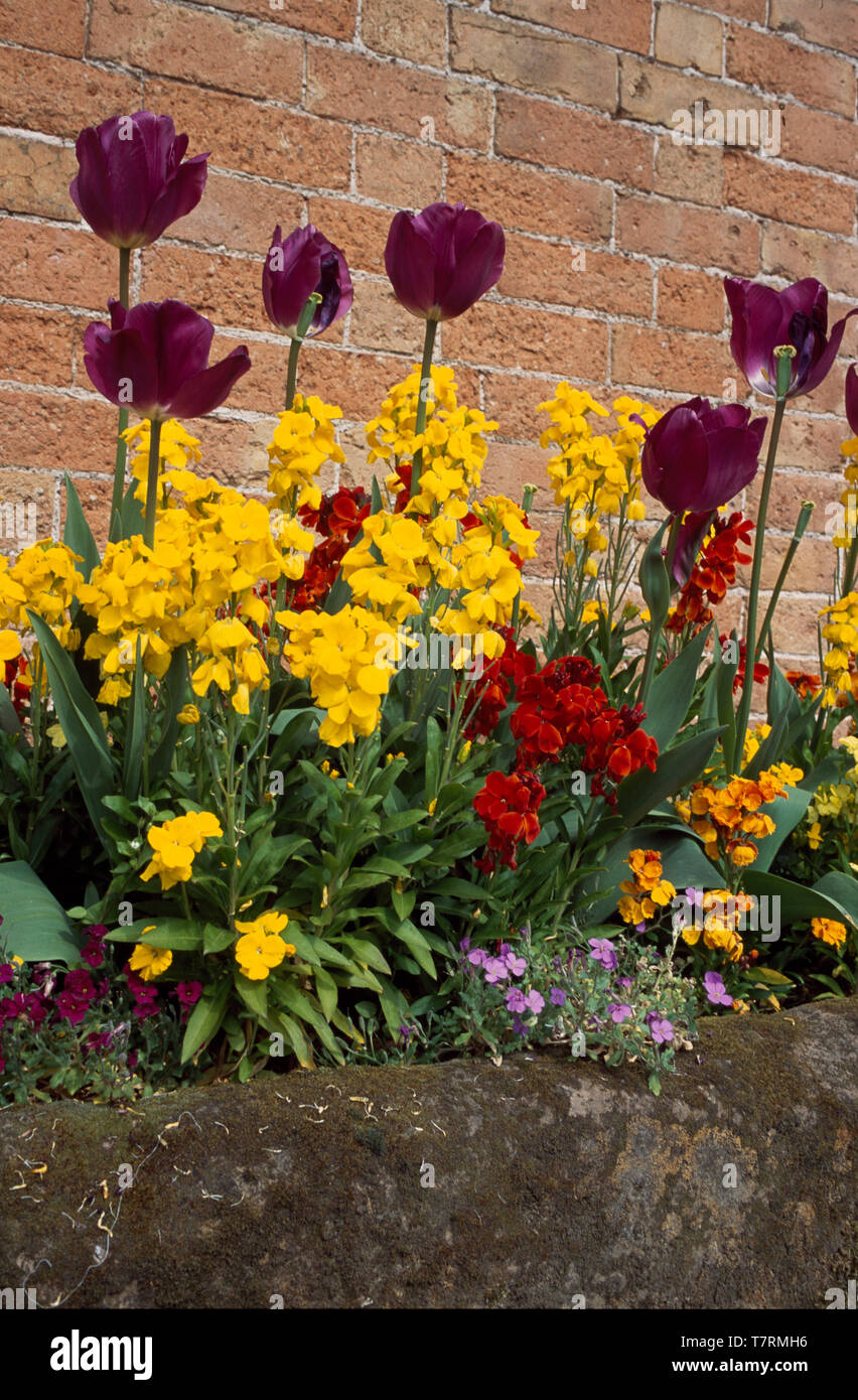 Yellow and red wallflowers with purple tulips in stone trough Stock Photo