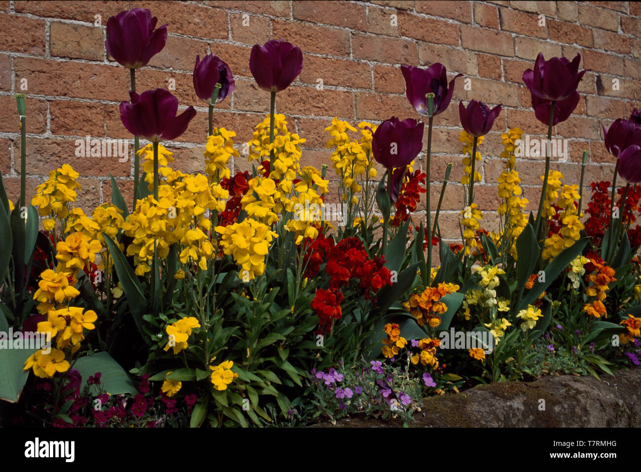 Yellow and red wallflowers with purple tulips Stock Photo