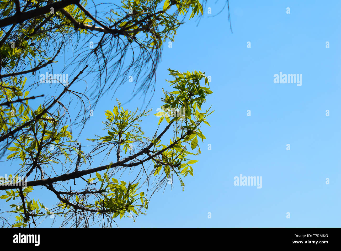 Branches of a tree with green leaves against blue sky Stock Photo - Alamy