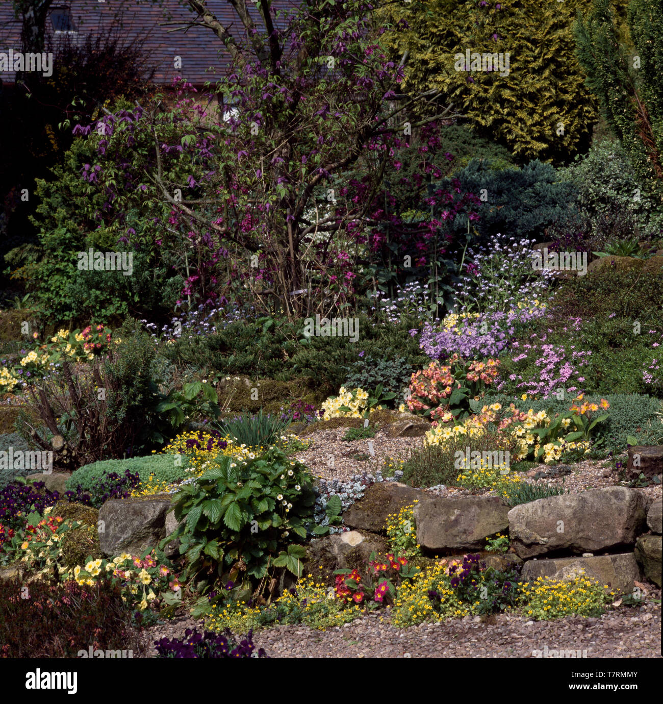 Pink and yellow primroses growing in rockery garden Stock Photo - Alamy