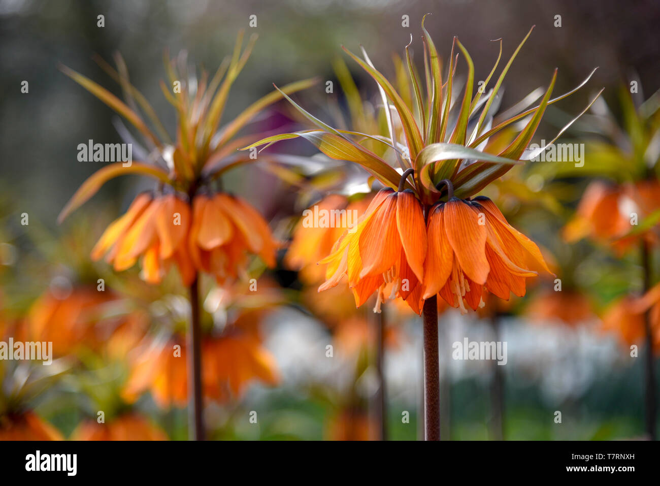 Orange Crown Imperial flowers against a blur flower background under a sunny day light Stock Photo